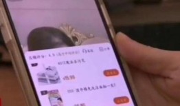 二狗爆料视频在线观看免费,揭秘娱乐圈幕后真相